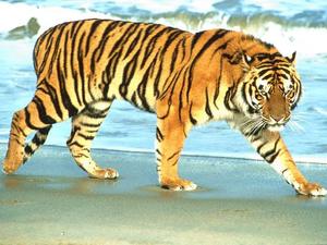 tigris kép 16