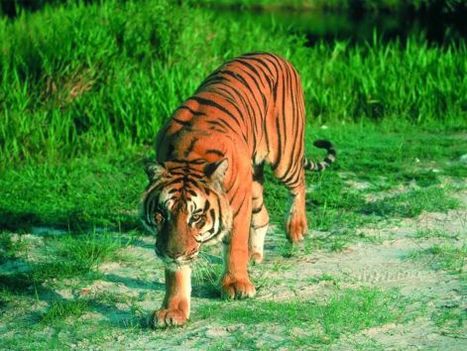 tigris kép 2