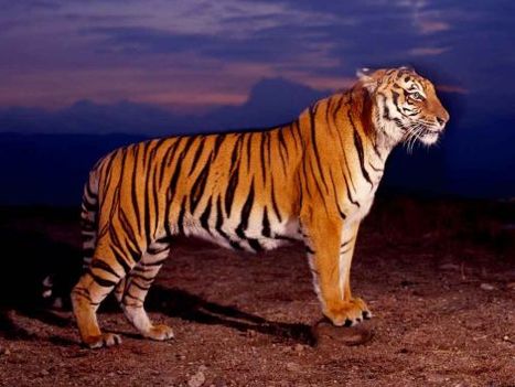 tigris kép 5