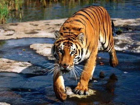 tigris kép 7