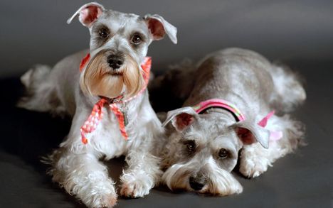 two_cute_schnauzers_picture