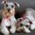 Two_cute_schnauzers_picture_1702652_8618_t
