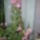 Augusztusi_viragok_10_1731350_9341_t
