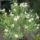 Augusztusi_viragok_13_1731360_6591_t