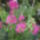 Augusztusi_viragok_14_1731363_7327_t