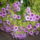 Augusztusi_viragok_2_1731339_1633_t