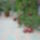 Augusztusi_viragok_6_1731343_8132_t