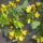 Augusztusi_viragok_8_1731345_1129_t