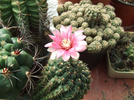 Gymnocalycium