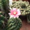 Gymnocalycium