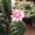 Gymnocalycium-001_1731123_4094_t