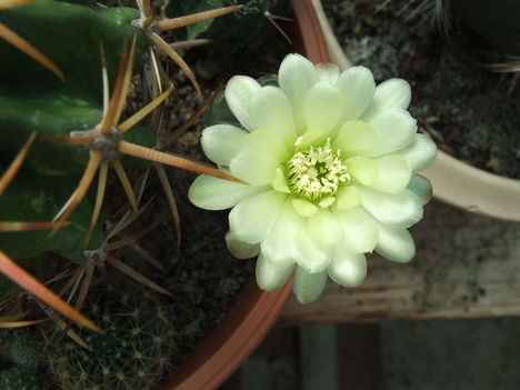 Gymnocalycium