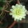 Gymnocalycium-002_1731125_2617_t