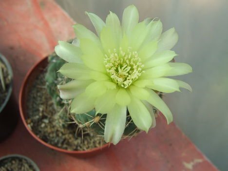 Gymnocalycium andreae