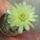 Gymnocalycium_andreae_1731124_5105_t