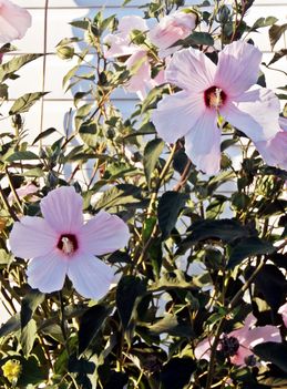 Hibiszkusz