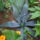 Agave_americana__kozonseges_agave_1732777_5070_t