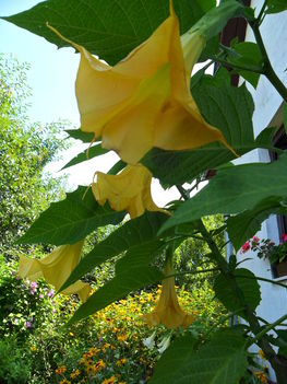 Brugmansia ’Charles Grimaldi’ - Angyaltrombita aranysárga