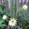 Cereus peruvianus  - Perui oszlopkaktusz