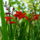 Crocosmia__kerti_safranyfu-001_1732782_4900_t