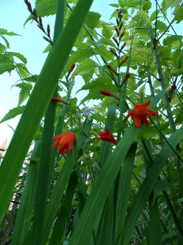 Crocosmia - Kerti sáfrányfű