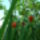 Crocosmia__kerti_safranyfu_1732699_4490_t