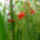 Crocosmia__kerti_safranyfu_2_1732779_6866_t