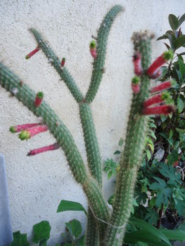 Csővirágú kaktusz (cleistocactus smaragdiflorus)