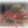 Kellemes_hetet_es_szep_unnepet_1732762_5508_t