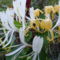 Lonicera japonica 'Halliana' - Örökzöld japán lonc (2)