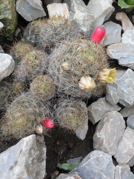 Mammillaria prolifera