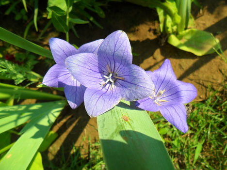 Platycodon grandiflorum - Kék léggömbvirág