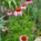 Echinacea purpurea - Bíbor kasvirág