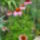 Echinacea_purpurea__bibor_kasvirag_1733432_9565_t
