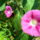 Ipomoea_purpurea_crimson_rambler__kerti_hajnalka_1733424_8872_t