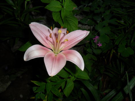 Lilium 'Asiatic pink' - Ázsiai liliom