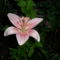 Lilium 'Asiatic pink' - Ázsiai liliom
