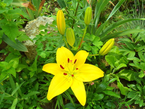 Lilium asiatic ’Yellow pixie’ - Ázsiai liliom