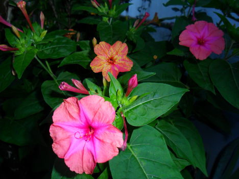Mirabilis jalapa - Csodatölcsér (3)