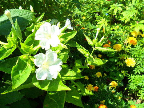 Mirabilis jalapa - Csodatölcsér (5)