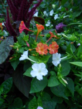 Mirabilis jalapa - Csodatölcsér (7)