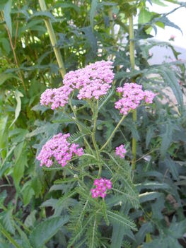 Achillea millefolium ’Oertel’s Rose’ - Rózsaszín cickafark