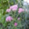 Achillea millefolium ’Oertel’s Rose’ - Rózsaszín cickafark