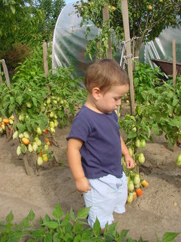"Én kis kertész legény vagyok" 1