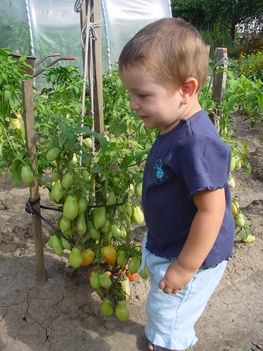 "Én kis kertész legény vagyok" 2