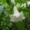 Fehér angyaltrombita (2)