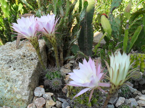 Kaktuszok (3)