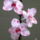 Orchidea-001_1734654_5811_t