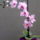 Orchidea_1734647_4667_t