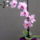 Orchidea_1734653_1846_t